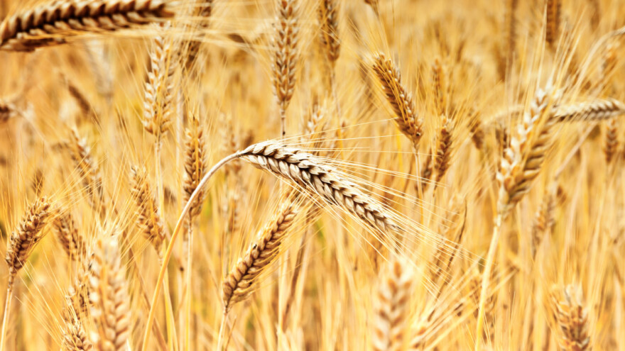 Pšenica uzgajana u zatvorenom prostoru postiže rekordne prinose?