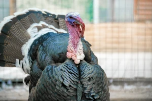 Usmrtiće više od 25.000 ćurki zbog ptičjeg gripa