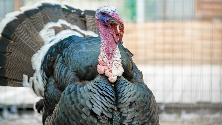 Usmrtiće više od 25.000 ćurki zbog ptičjeg gripa