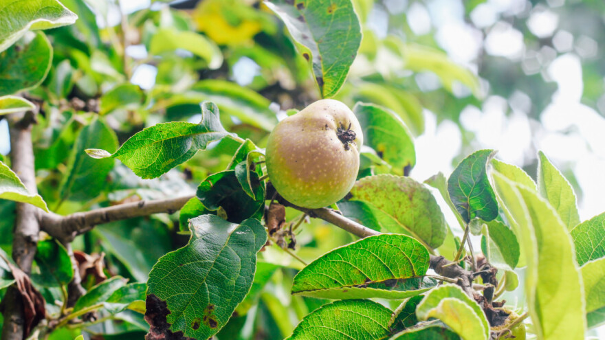 Kako zaštititi jabuku od bakteriozne plamenjače?