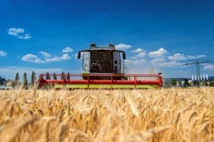 Kolike su otkupne cene pšenice u Mađarskoj?