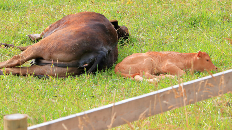 UMP: Životinjski otpad odlagati u međuobjekte za privremeni smeštaj