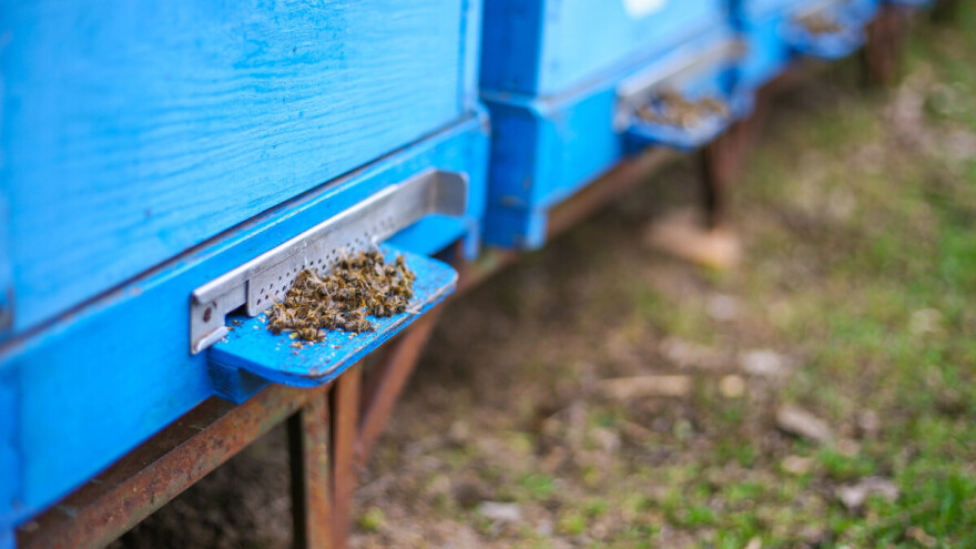 Bez odgovora na uzrok pomora pčela: Treba spasiti ono što se može