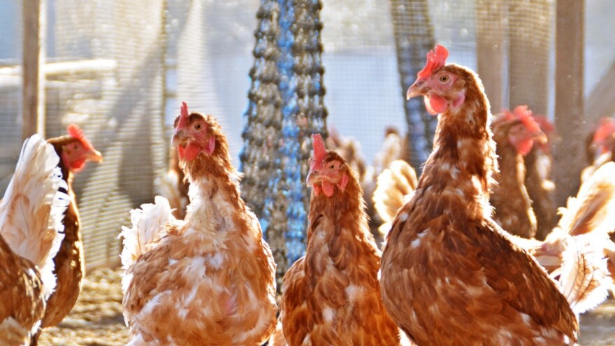 Poziv za autore: Prijavite radove za Prvi međunarodni kongres peradarstva BiH