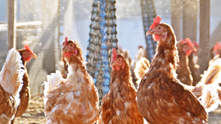 Kako sprečiti kljucanje perja kod koka nosilja?