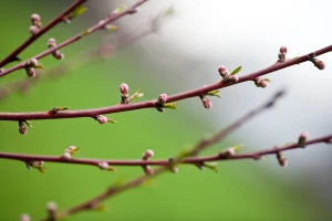 Lijepo vrijeme uzrokovalo bubrenje pupoljaka breskve i nektarine - šta sada?