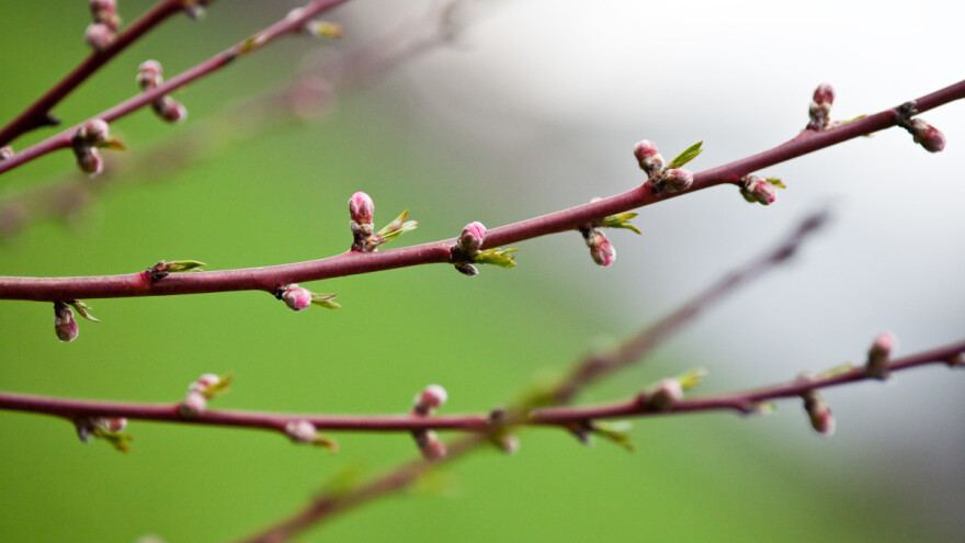 Lijepo vrijeme uzrokovalo bubrenje pupoljaka breskve i nektarine - šta sada?