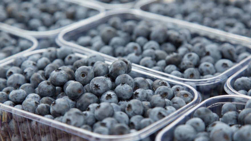 Traje berba borovnice u USK: Na hektaru zasada zarada i do 10.000 KM