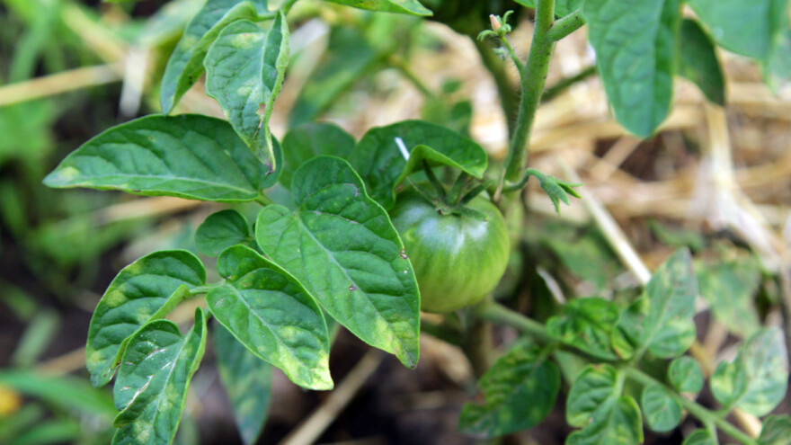 Virusi mozaika paradajza: Najčešći prenosioci biljnih vaši - reagujte što pre