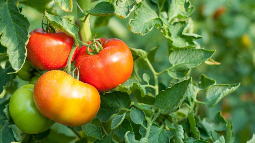 Zašto se uvija list paradajza i šta poduzeti