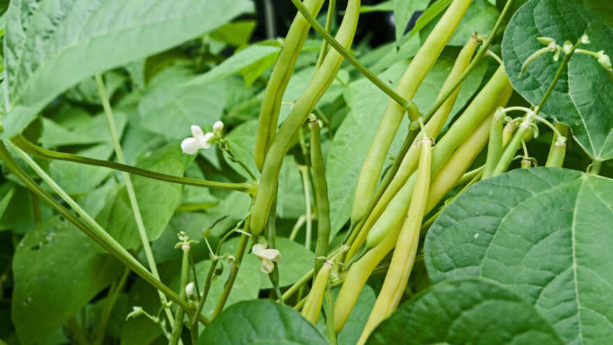 Vreme je za setvu mahunarki - pazite da se ne "prehlade"