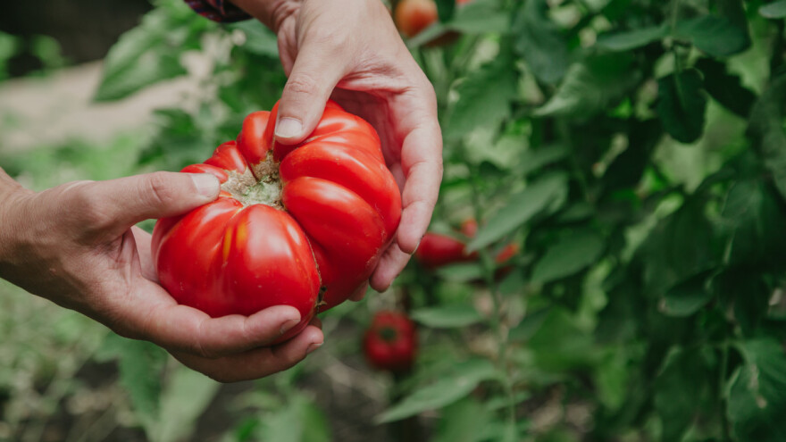 Šta savjetuje Guinnessov rekorder u uzgoju najvišeg paradajza?
