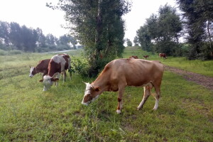 Podivljala goveda, ovce, magarci i konji godinama pustoše polja - naložen je odstrel