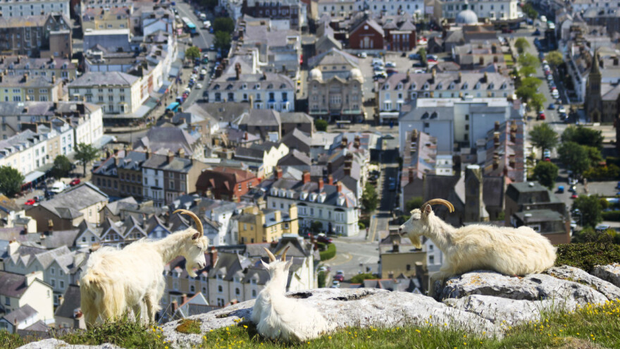 Koze se spustile u grad - privukao ih mir, travnjaci i živica