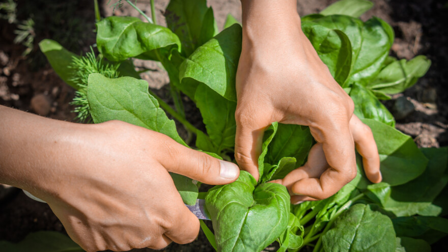Jedan od efikasnijih načina berbe spanaća je sa spoljnog dela rozete