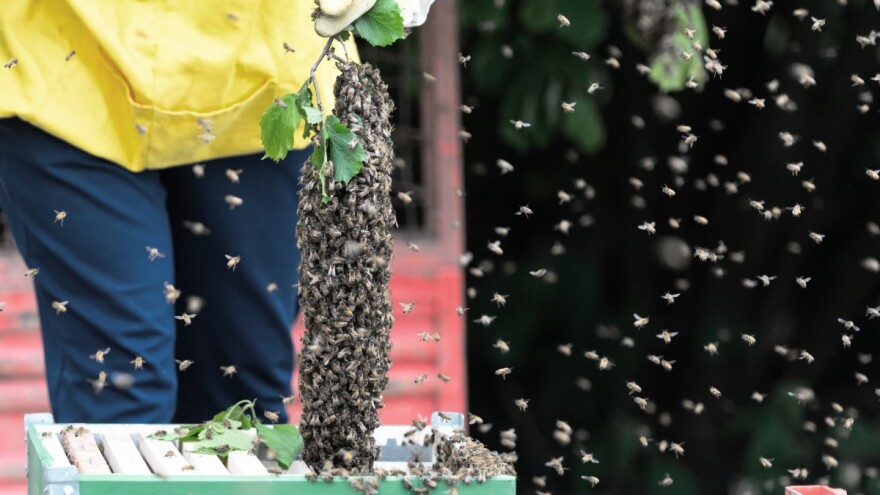 Svibanj u pčelinjaku: Kako spriječiti rojenje u košnici?