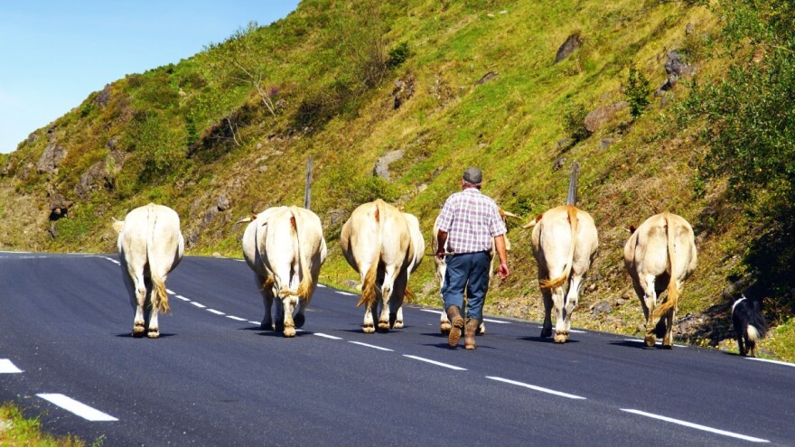 Ispovest vlasnika bika kojeg je ubio medved: Pojeo ga je do plećke