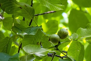 Orah - sadnja, formiranje i održavanje nasada
