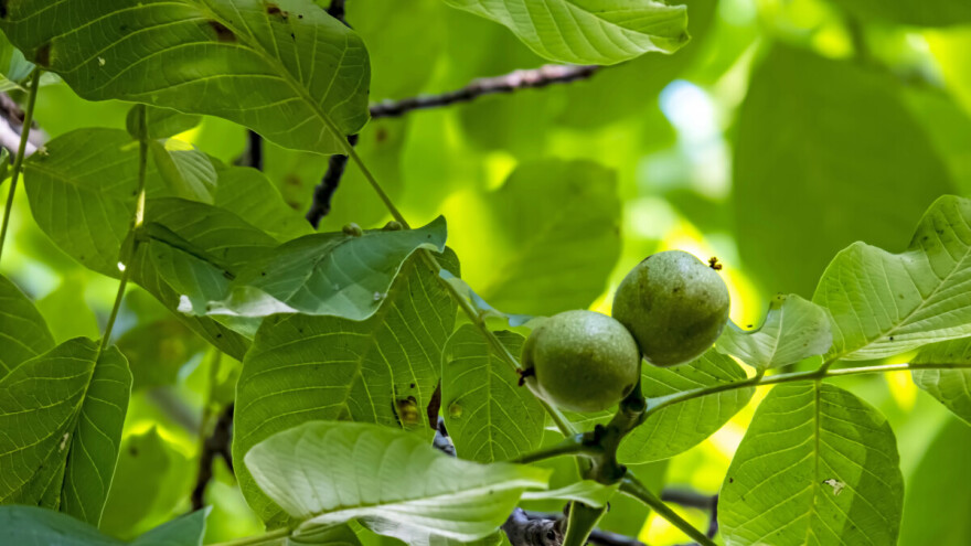 Orah - sadnja, formiranje i održavanje nasada