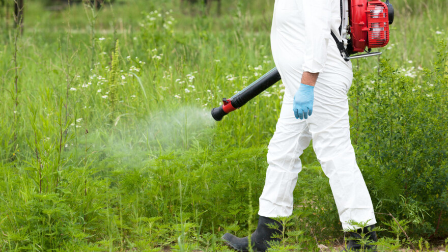 Inspekcija izlazi na teren - ko je dužan provesti mjere uništavanja ambrozije?