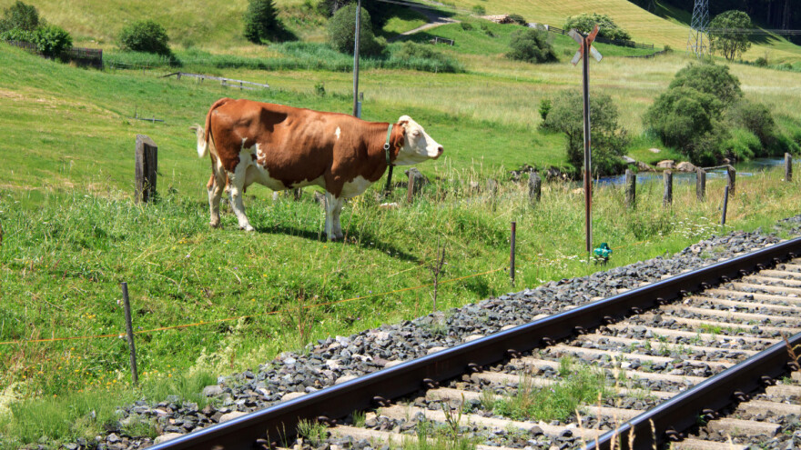 Kravu pod vlak otjerao Tik-Tok izazov?