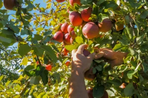 Voćar i povrtar iz Horgoša stekao poverenje domaćeg i ruskog tržišta