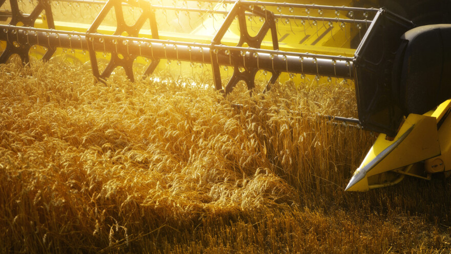 Suša: Svaki rast temperature za 1°C, smanjuje prinos pšenice za sedam posto