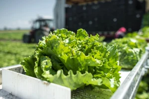 U četiri godine cijene biljnih proizvoda porasle za gotovo 36 posto