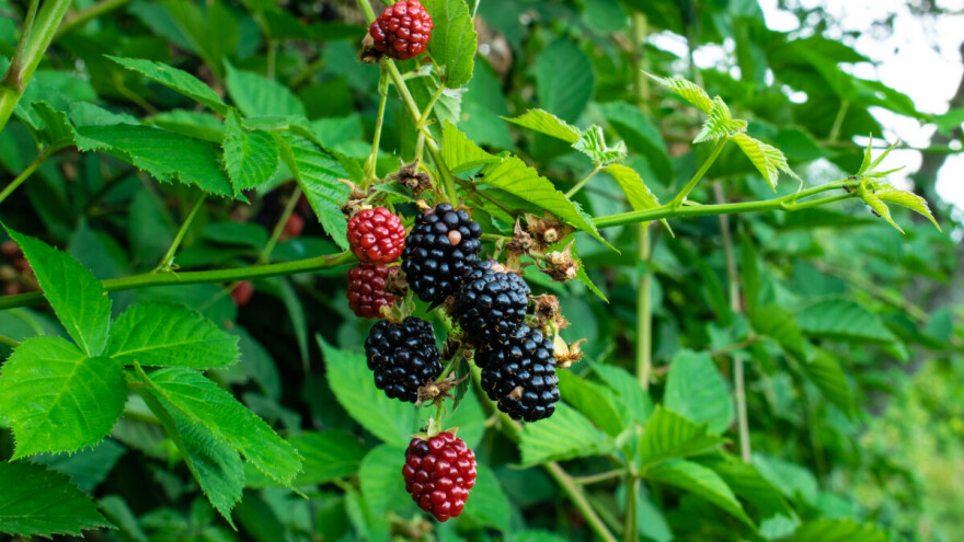 Loh nes - sorta kupine odličnog prinosa i otporna na bolesti