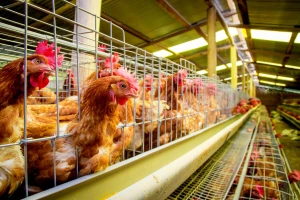 Prvi put i ljudi zaraženi H5N8 vrstom ptičjeg gripa: Sedam slučajeva u Rusiji