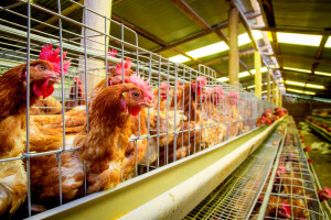 Prvi puta i ljudi zaraženi H5N8 sojem ptičje gripe: Sedam slučajeva u Rusiji