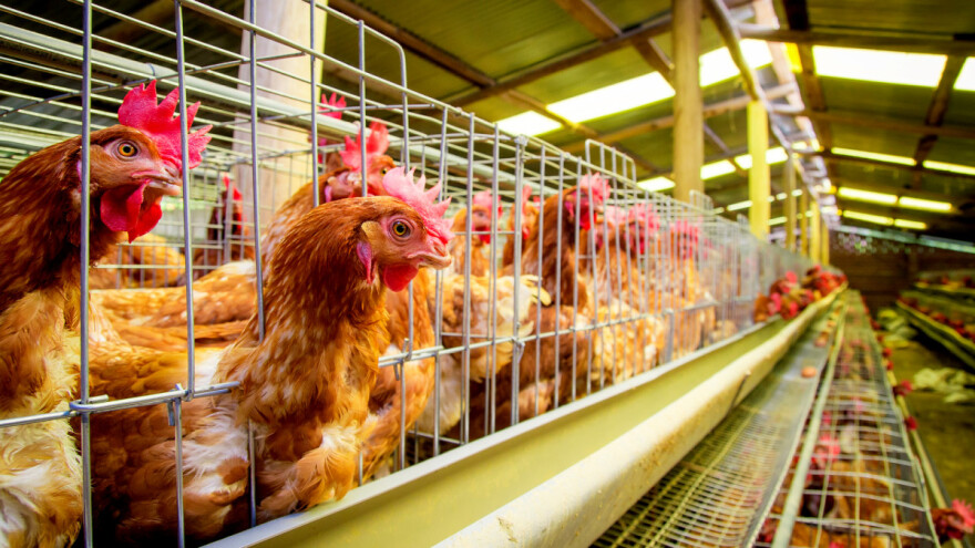 Prvi puta i ljudi zaraženi H5N8 sojem ptičje gripe: Sedam slučajeva u Rusiji