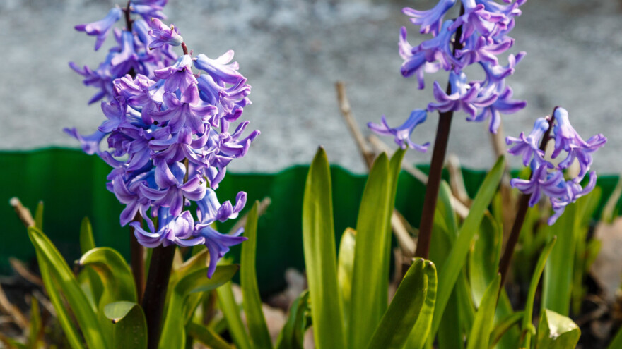 Zumbul se "oteo kontroli" - procvjetao kao da je proljeće