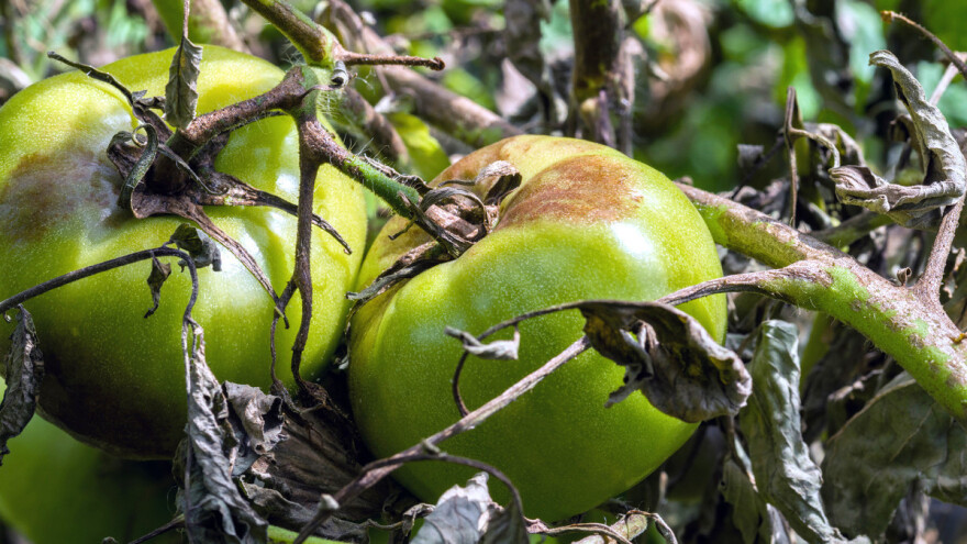 Sprečite poremećaje na paradajzu jednostavnim delovanjem