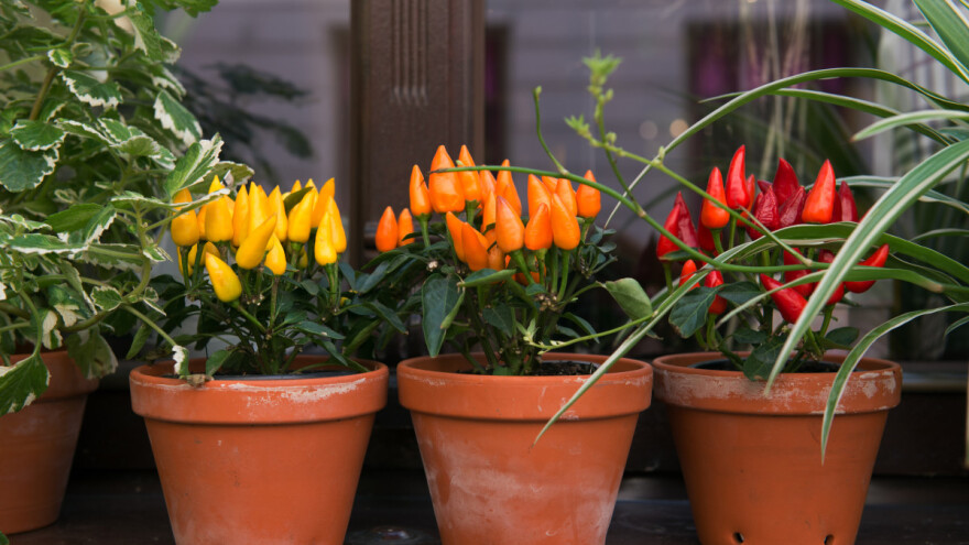 Ljute paprike mogu prezimiti - kako ih očuvati do proljeća?