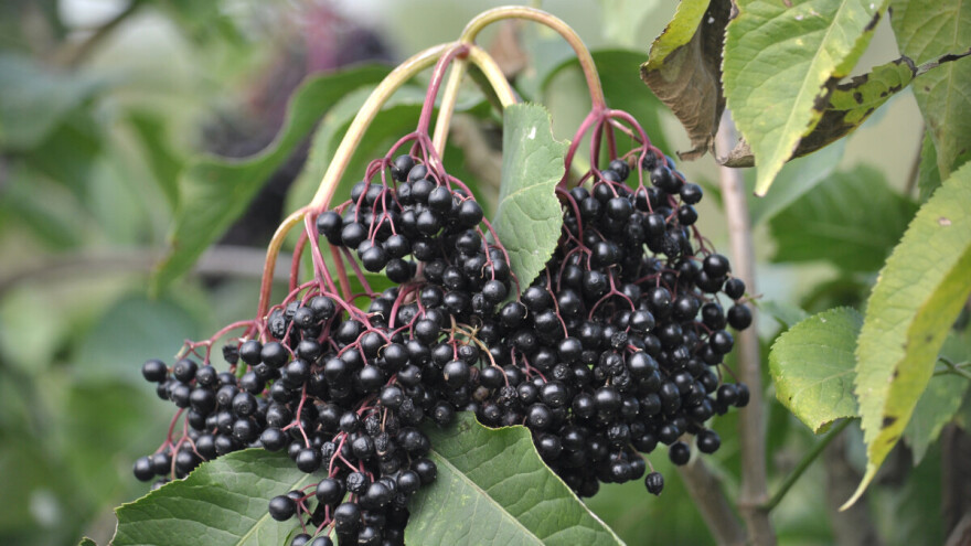 Bobice zove - kako napraviti vino