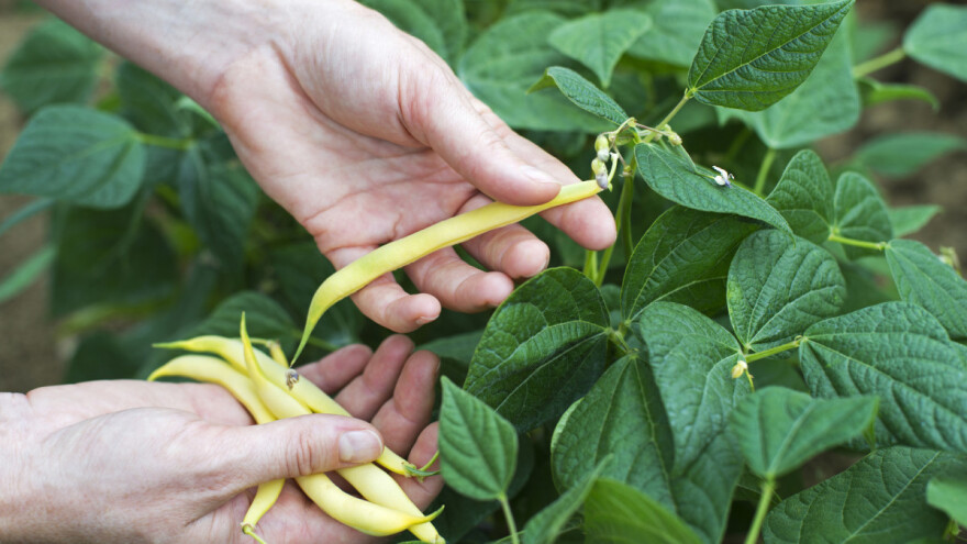 Ne sejte mahunarke prerano, jer vole toplotu