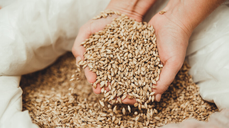 Ako hoćemo da izvezemo pšenicu, moramo još da spustimo cenu?