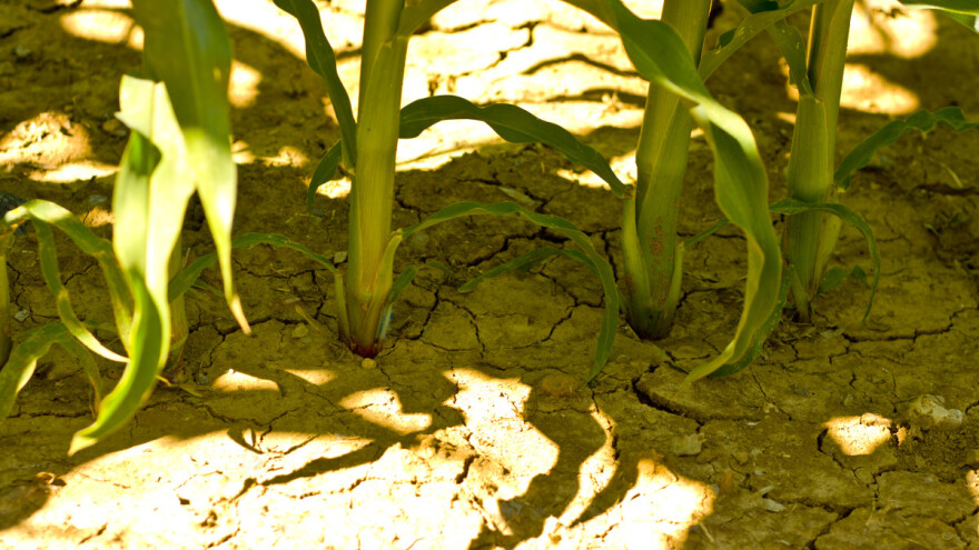 Suša i dezertifikacija bi do 2050. mogle pogoditi tri četvrtine svjetske populacije