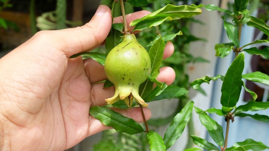 Dabići iz Trebinja jedini u BiH proizvode hladno cijeđene sokove od nara