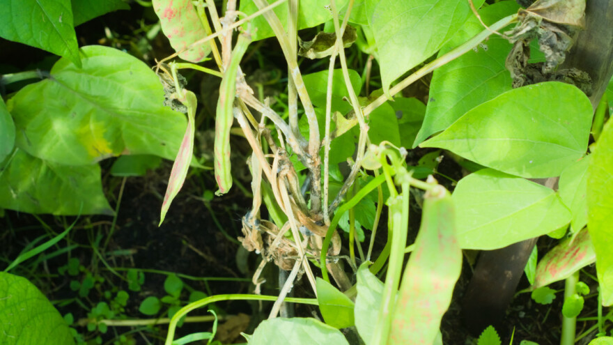 Koje su najčešće bolesti pasulja i kako zaštititi biljke?