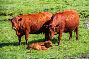Tovne pasmine goveda - kod teljenja je priroda najbolji izbor?