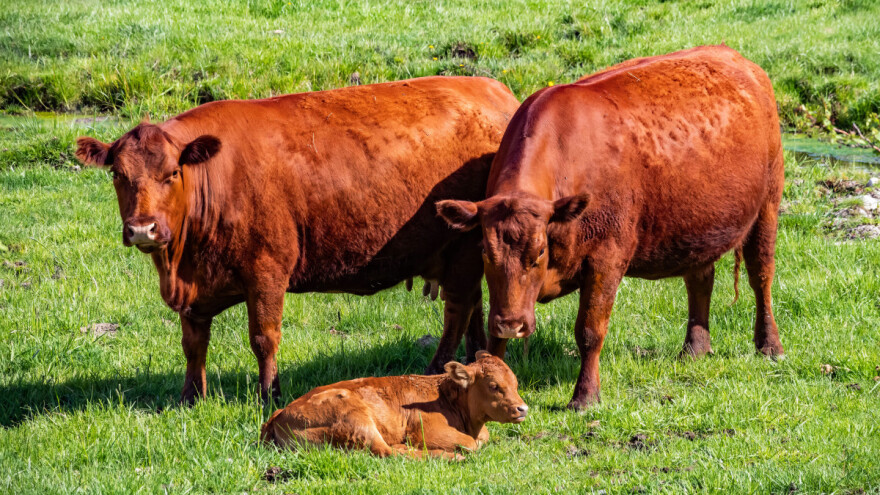 Tovne pasmine goveda - kod teljenja je priroda najbolji izbor?