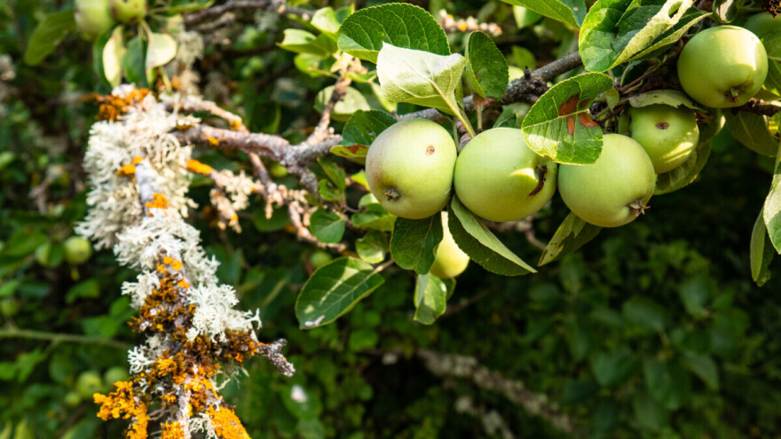 Da li lišajevi štete ili koriste biljkama?