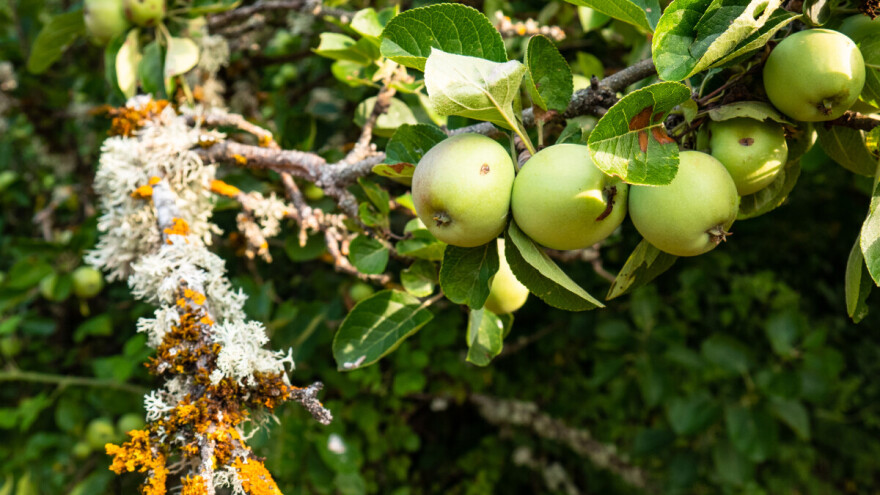 Da li lišajevi štete ili koriste biljkama?