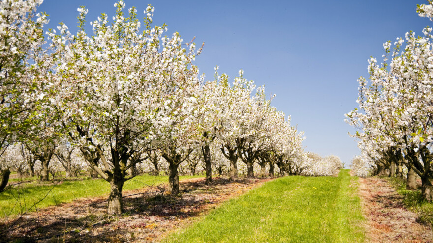 Kako obaviti prolećnu prihranu višegodišnjih voćnjaka i ublažiti posledice mraza?