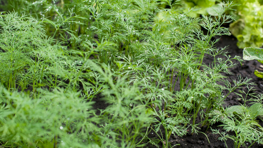 Od mirođije se prave eterična ulja i začini, a najbolje uspeva na dubokim i plodnim zemljištima