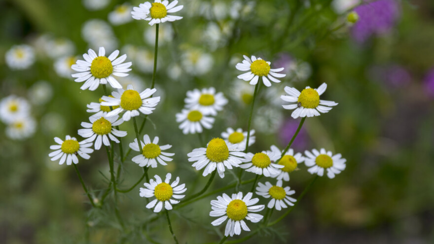 7 zanimljivosti o kamilici - kome je odlična komšinica, a čiji nacionalni cvijet?