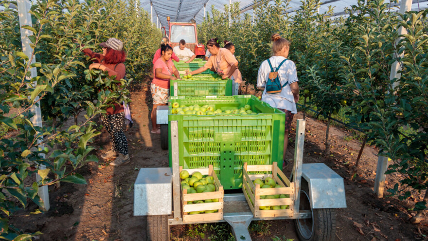 Više jabuka, manje šljiva: Koliko smo 2023. proizveli voća, povrća i grožđa?