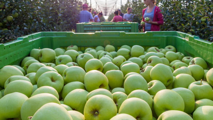 Druga najlošija berba jabuka u posljednjih 10 godina Europske unije